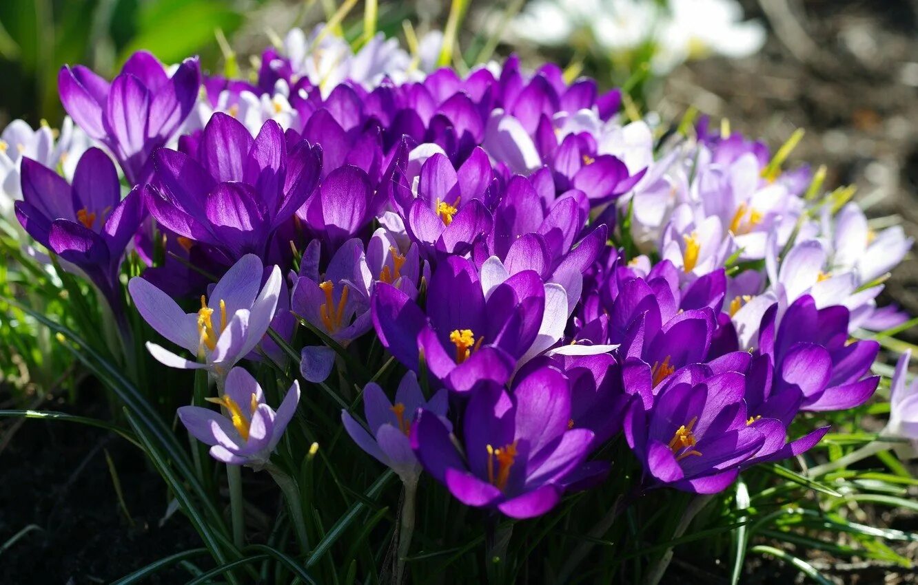Обои на рабочий стол крокусы. Цветы крокусы первоцветы. Весенние цветы первоцветы Крокус. Крокус фиолетовый первоцвет. Весенние первоцветы крокусы.