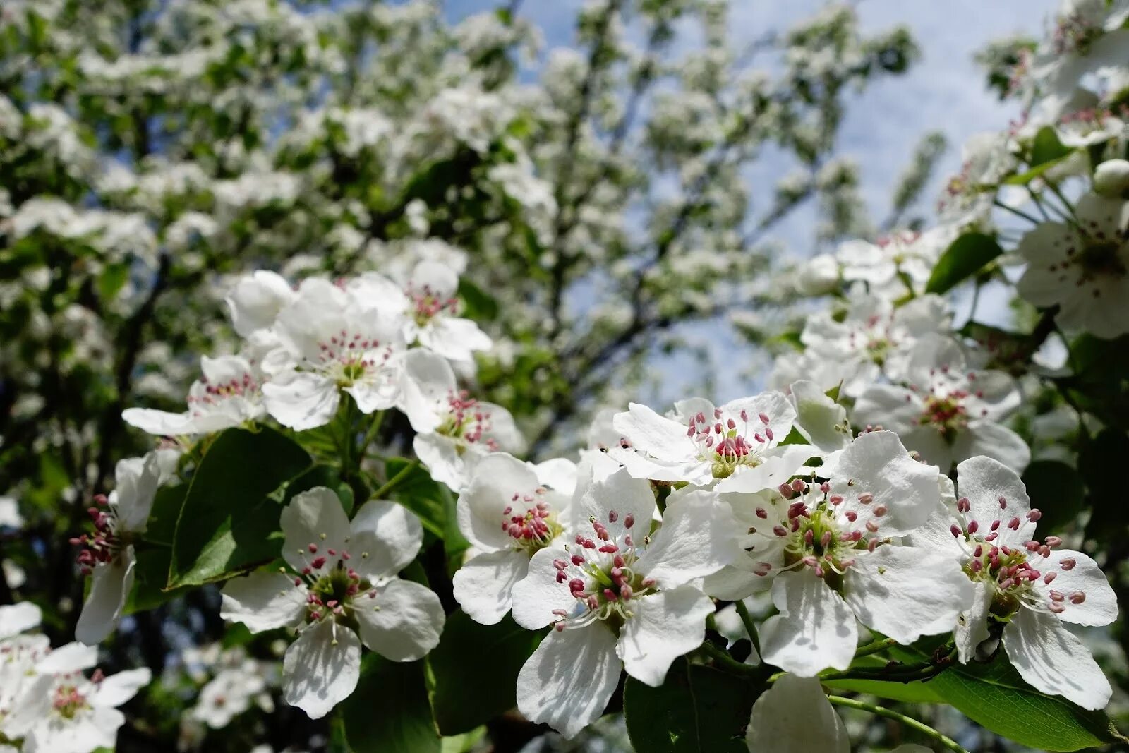 Груша Уссурийская цветение. Дикая груша цветение. Яблоня Лесная Malus Sylvestris. Яблоня Лесная Malus Sylvestris цветение.