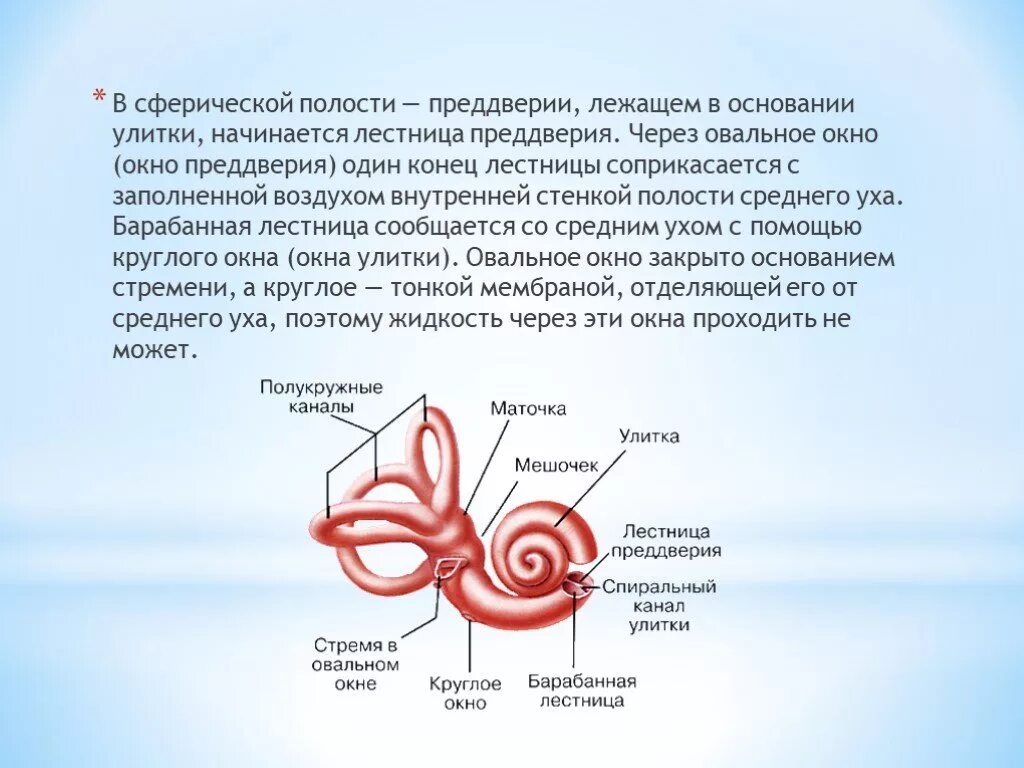 Овальное окно преддверия функции. Полукружные каналы внутреннего уха биология 8 класс. Внутреннее ухо лестница преддверия. Овальное окно улитки. Улитка внутреннего уха функции