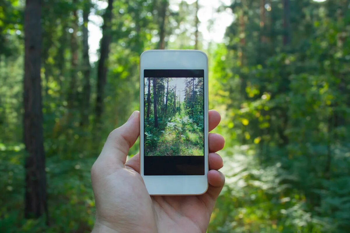 Ремонт телефонов лесная. Мобильный телефон в лесу. Разговор по смартфону в лесу. Звонит в телефон в лесу.