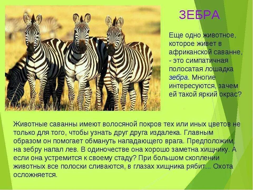 Зебра для презентации. Доклад о животных саванны. Зебра окружающий мир. Интересные факты об обитателях саванны.