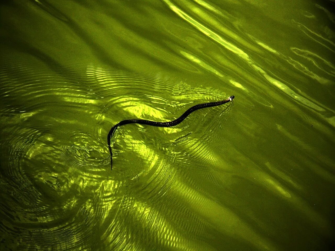 Змея в воде. Плавающие змеи. Змеи плавают в воде. Змея в озере.