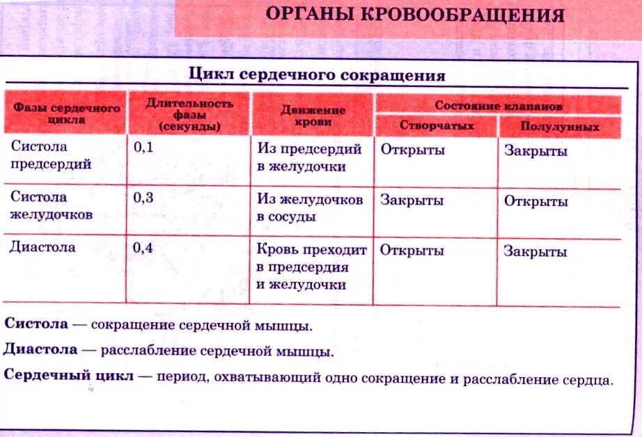 Уровни кровообращения. Уровни кровообращения