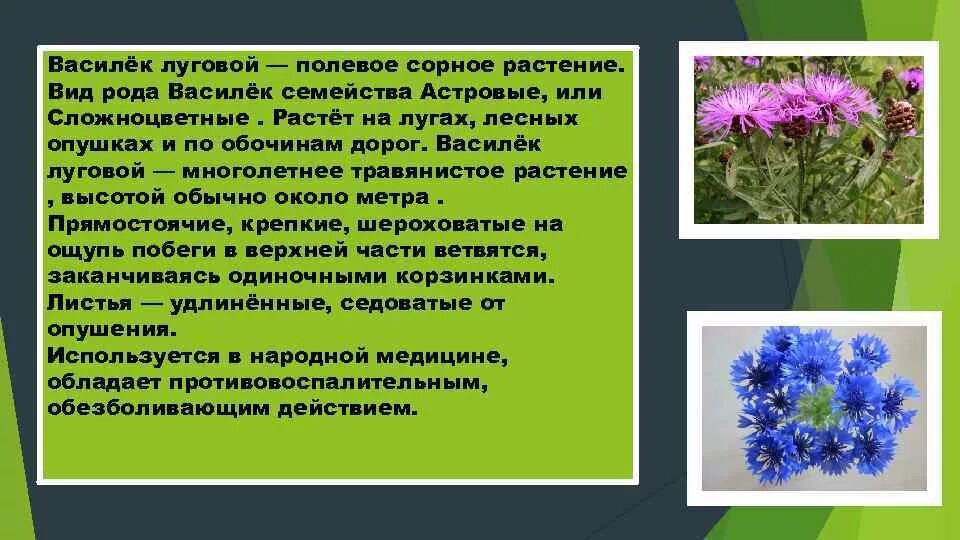 Предложение с васильком. Растения Луга Василек Луговой. Василек семейство сложноцветных. Семейство Сложноцветные Василек Луговой. Василек Луговой описание семейства.