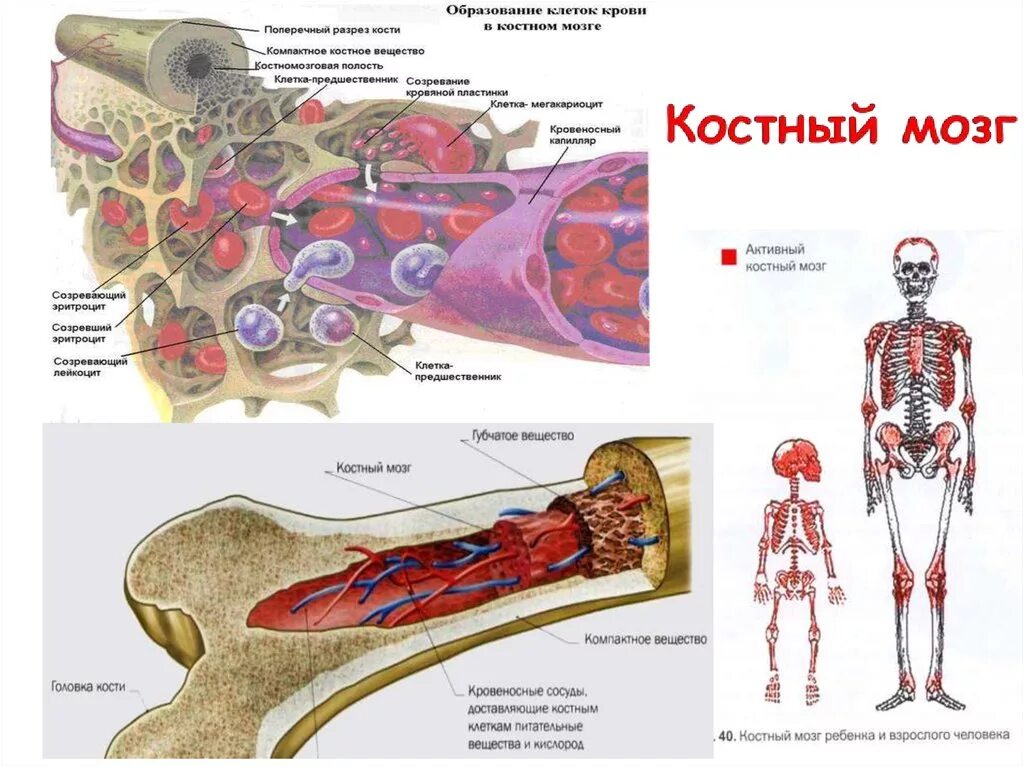 Печени и костного мозга. Строение кости желтый костный мозг. Функция красного костного мозга в анатомии. Красный костный мозг функция кроветворения. Красный костный мозг локализуется.