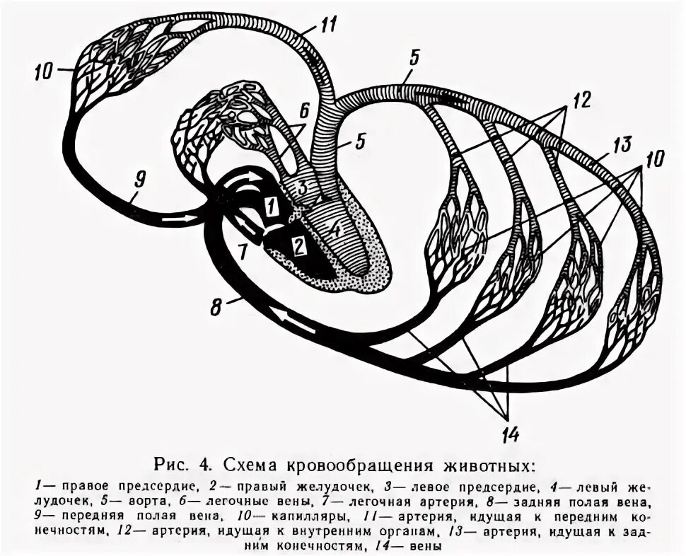 Схема кровообращения животных. Малый круг кровообращения крс схема. круги кровообращения крс схема. строение большого и малого круга кровообращения животных. малый круг кровообращения у крс.