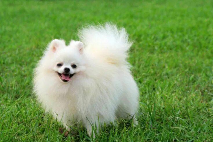 BOO THE POMERANIAN 'WORLD'S CUTEST DOG' DIES - DAPULSE Boo the cutest dog, World