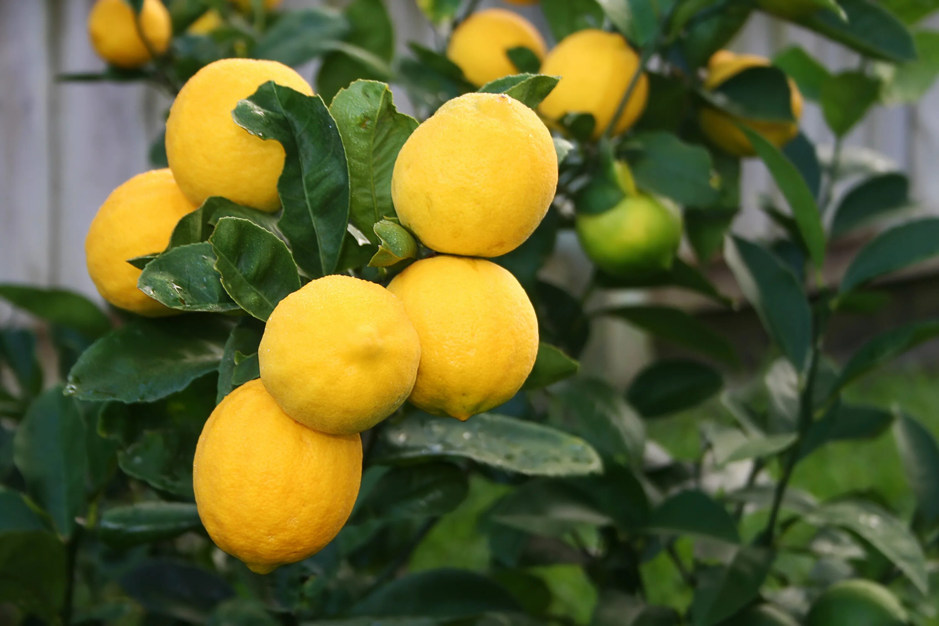 Как ухаживать за лимонами за начинающими. Лимон сорт Мейер. Лимонное дерево Мейера. Лимонное дерево Майер. Лимон Citrus Limon дерево.