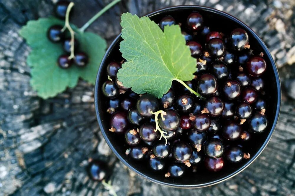 Смородина в чашке. К чему есть смородину. Смородина куст. Смородина (ribes). Смородина вид сверху.