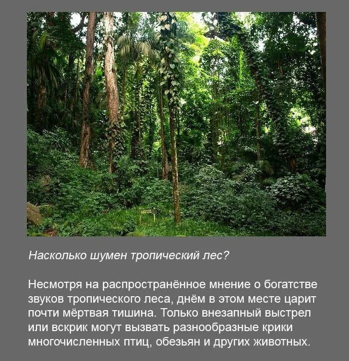 Леса несмотря на тропический зной не. Почему в тропических лесах так шумно. Звуки тропического леса слушать.