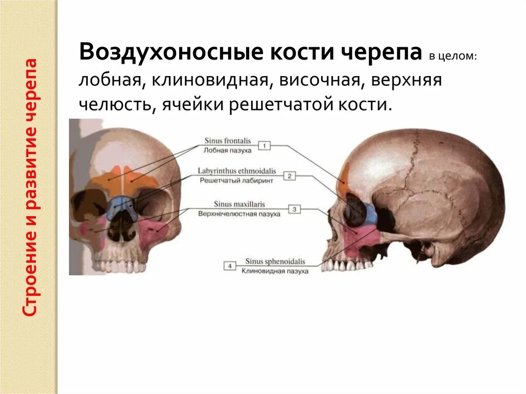 Воздухоносные кости решетчатая кость. Клиновидная и решетчатая кости черепа. Функции пазухи воздухоносных костей черепа. Клиновидная и лобная кость черепа. Полости лицевого черепа