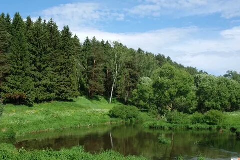 Поселок хвойный лес