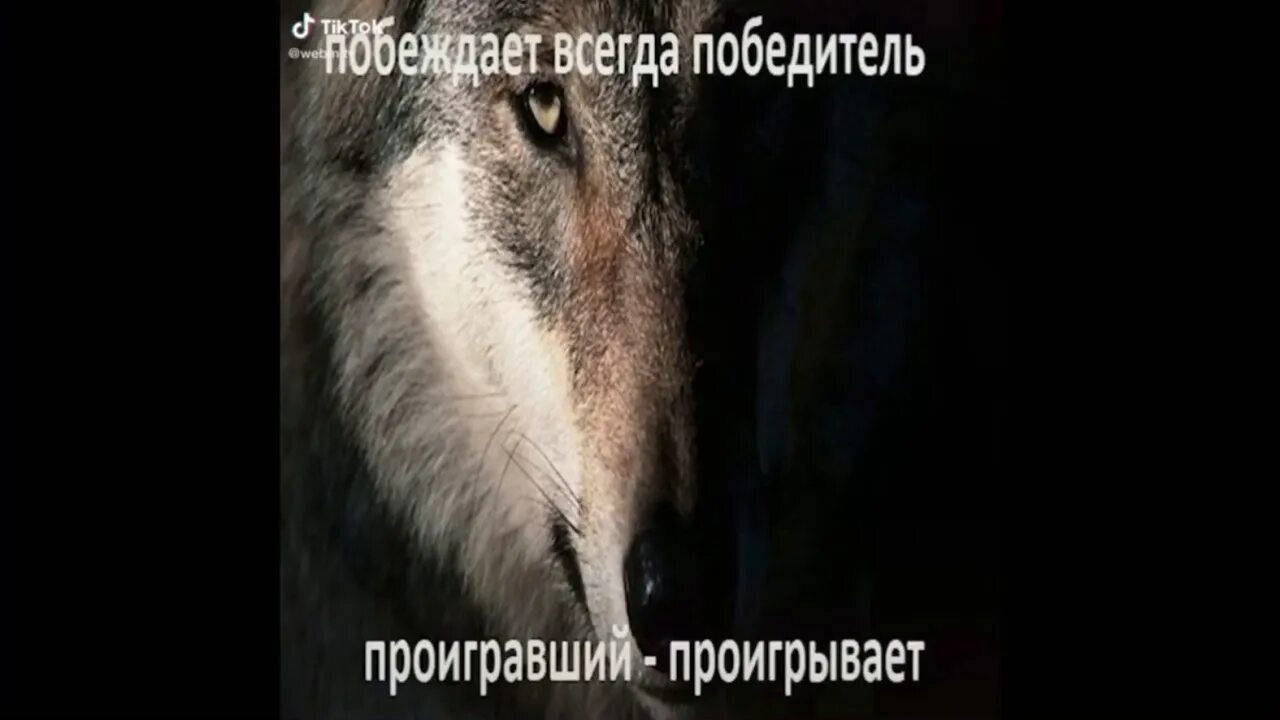 Победитель всегда. Волк не проигрывает. Цитаты Волков со смыслом из тик тока. Цитаты волка тик ток. Цитаты волка из тик тока со смыслом.