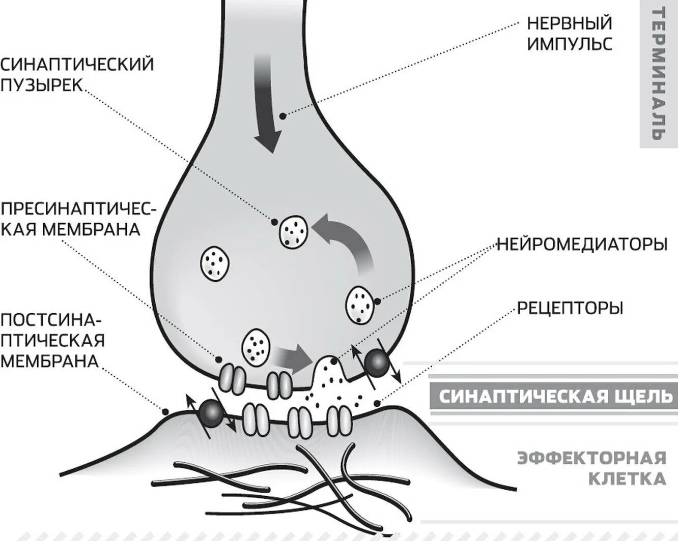 Синаптические пузырьки. Механизм синаптической передачи нервного импульса через синапс. Строение электрического синапса рисунок. Схема передачи импульса через синапс. Передача нервного импульса через синапс рисунок.