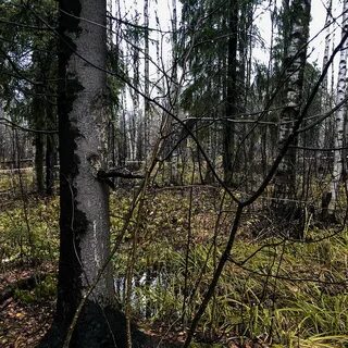 Продать дерево с участка
