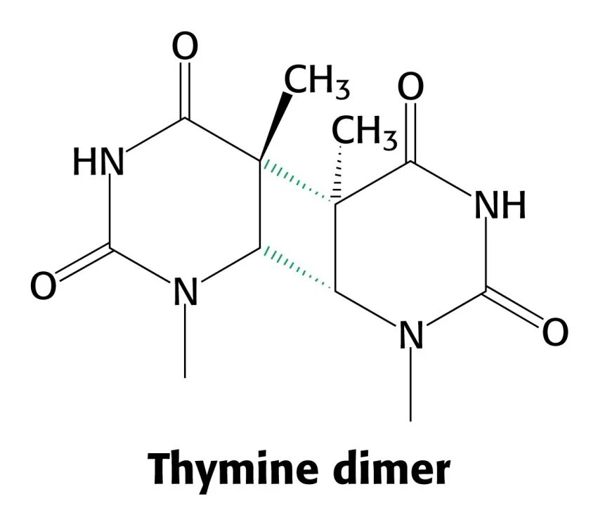 Тимин формула. Тимин. Формула Тимина. Тимин структурная формула. Строение Тимина.