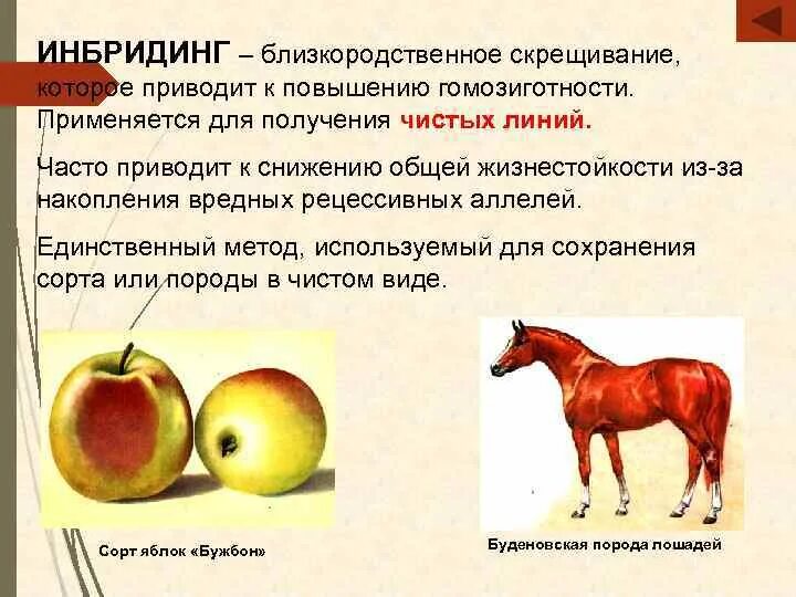 Получение чистых линий инбридингом