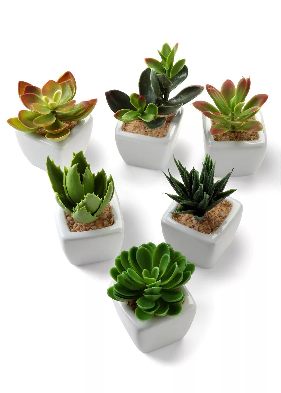 суккуленты в пятерочке. миниатюрные комнатные растения. суккулент микс. суккуленты. суккуленты в кашпо.