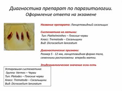 Сосальщик систематика