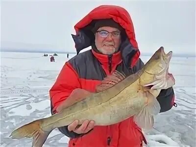 Чеснава рыбинское водохранилище