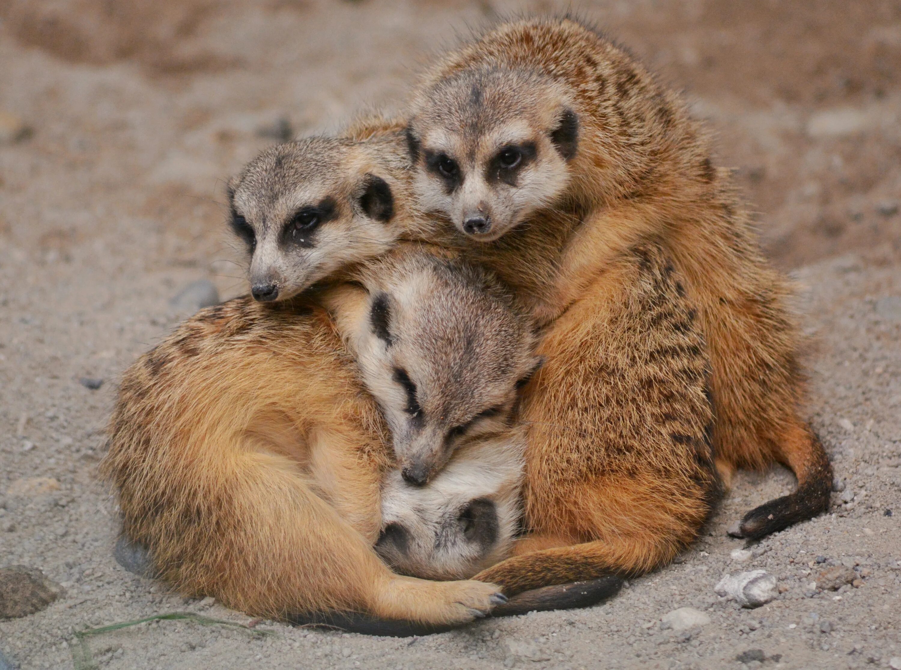 Советские суши. Сурикат суши. Сурикат пьет из кружки. Контактный зоопарк в якутске 202 микрорайон. Сурикат суши.