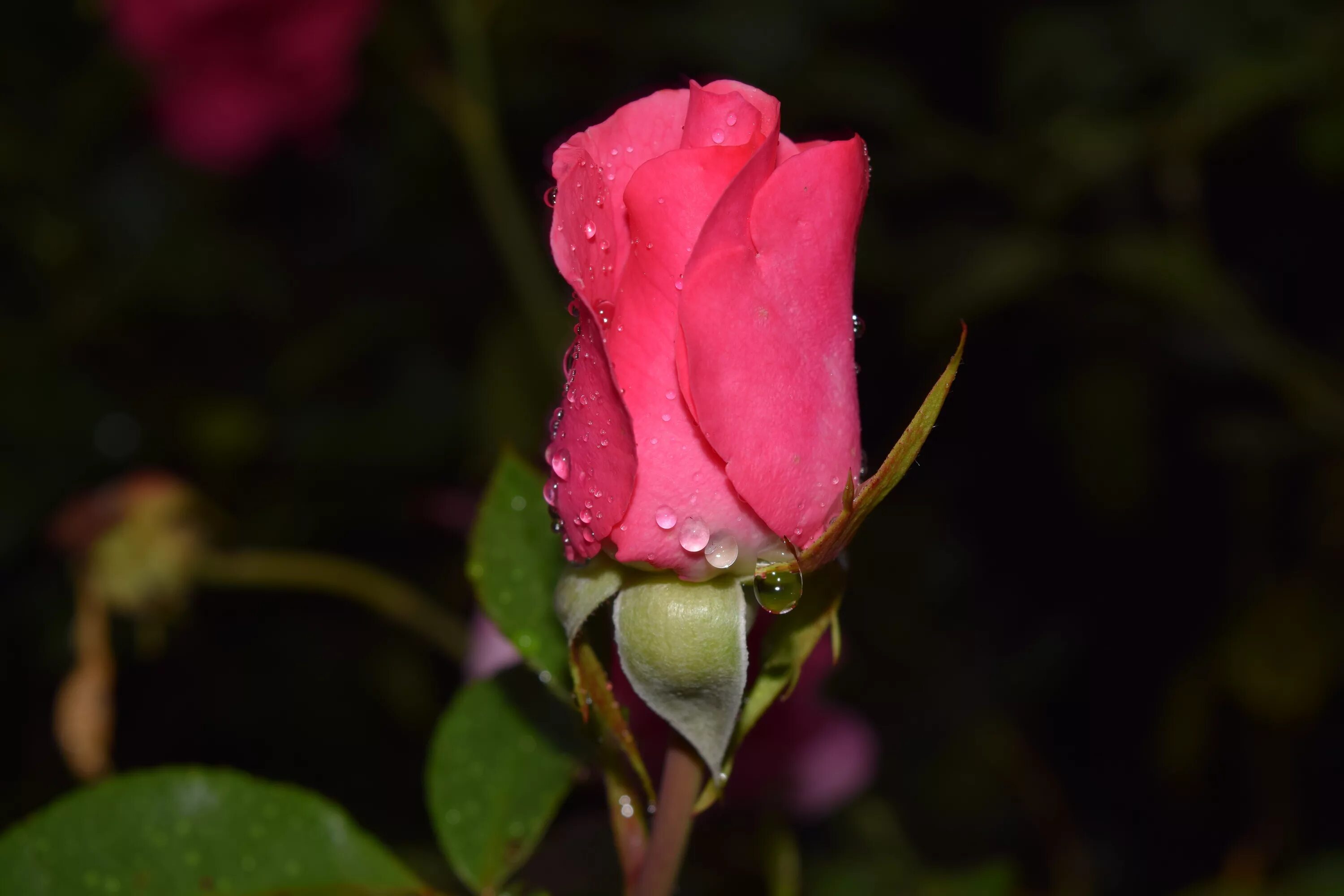 Бутон соцветие розы. Распускающийся бутон розы. Бутон розовой розы