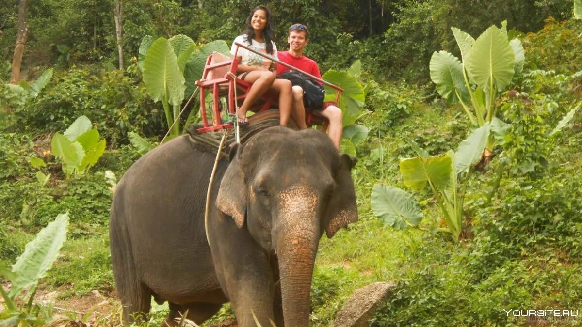 Elephant пхукет. Слоновья ферма Пхукет. Катание на слонах на Пхукете. Тайланд Пхукет экскурсии на слонах. Пхукет Слоновий питомник.