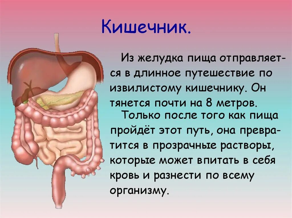 В толстом кишечнике человека обитает большое