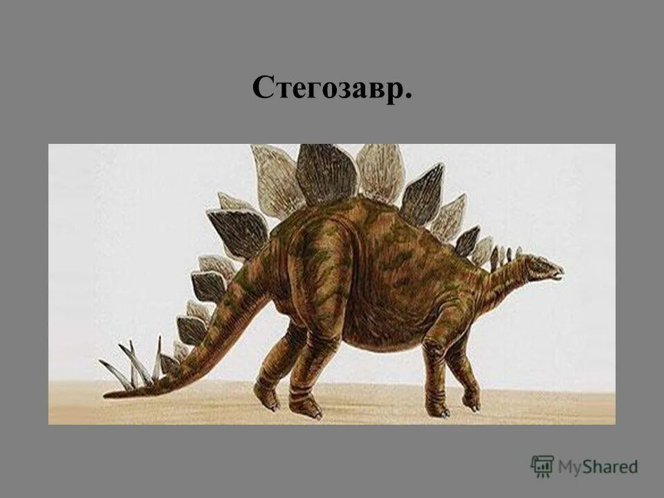 Стегозавр книга. Стегозавр книга