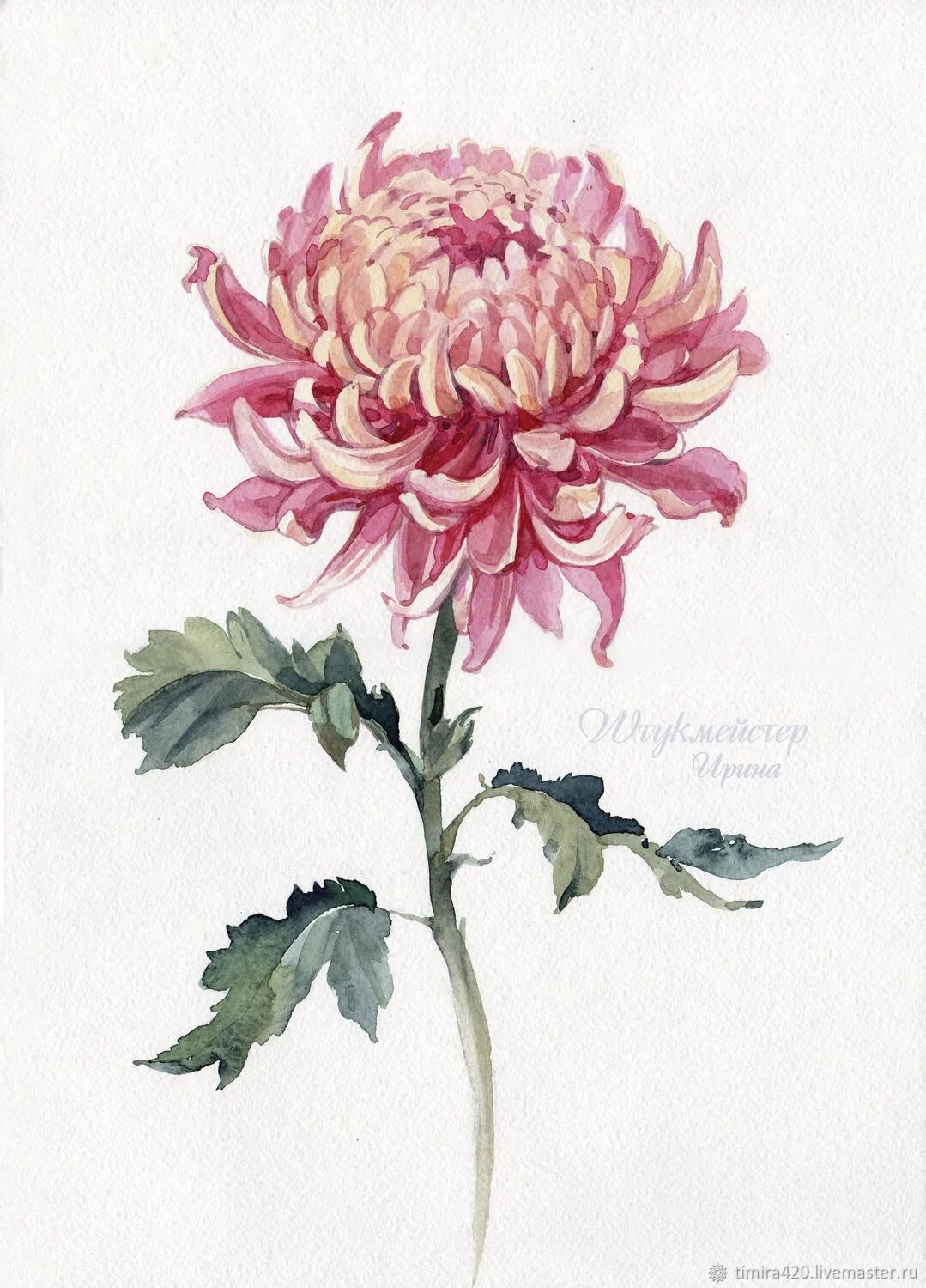 Хризантемы акварелью для начинающих. Хризантемы акварелью. Астры сахаров. Хризантема акварель. Хризантема сорт акварель.