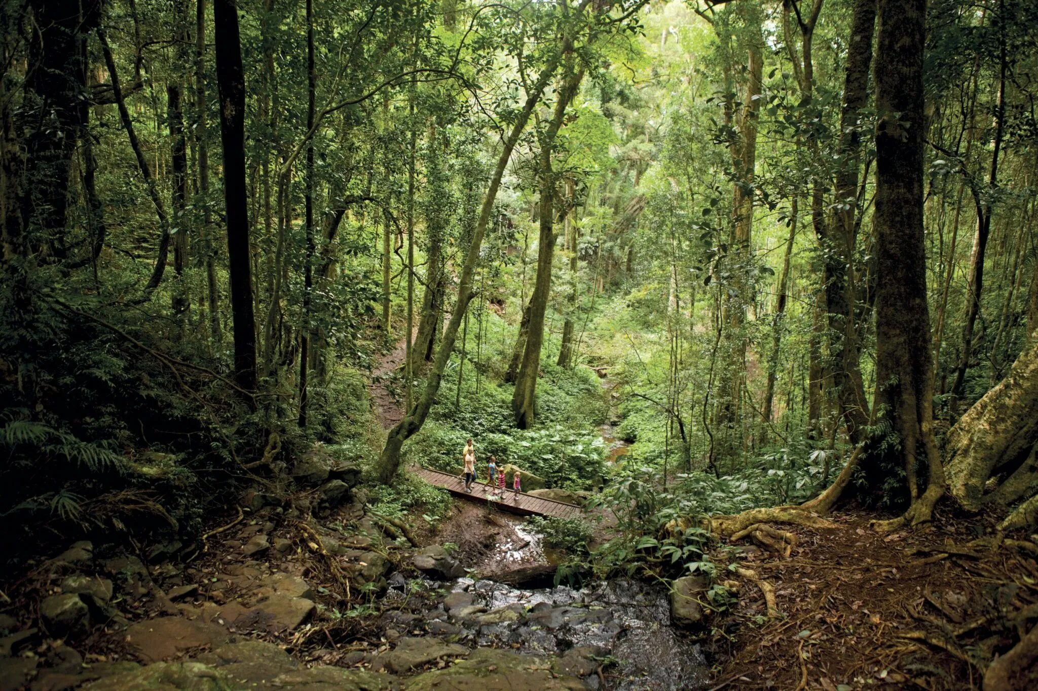 дождевые леса восточного побережья австралии. эвкалиптовые леса австралии. растительный мир в субтропических лесах. гилеи в австралии. национальный парк гарахонай.