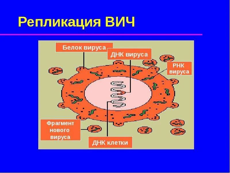 Белки вич. Репликация ВИЧ. Репликация вируса ВИЧ. Цикл репликации ВИЧ. Схема репликации ВИЧ.