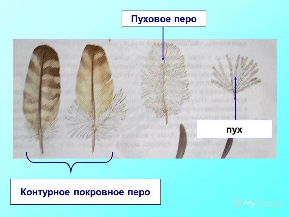 Естественный процесс смены шерстного и перьевого покрова. Строение покровного пера птицы. Пуховое перо у птиц биология 7. Перьевой Покров птиц 7 класс. Перья птиц биология 7 пуховое покровные.