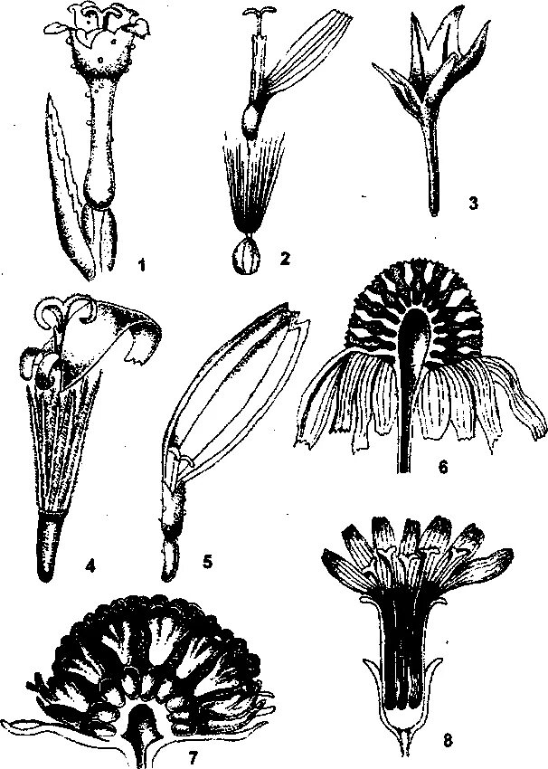 Андроцей сложноцветных. Андроцей Астровые. Типы цветков семейства Астровые. Двугубые язычковые трубчатые. Трубчатых воронковидных цветков