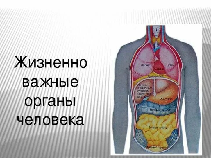Органы человека картинка. Внутренние органы человека. Жизненговажнын органы. Жизненные важные органы человека. Строение органов человека.