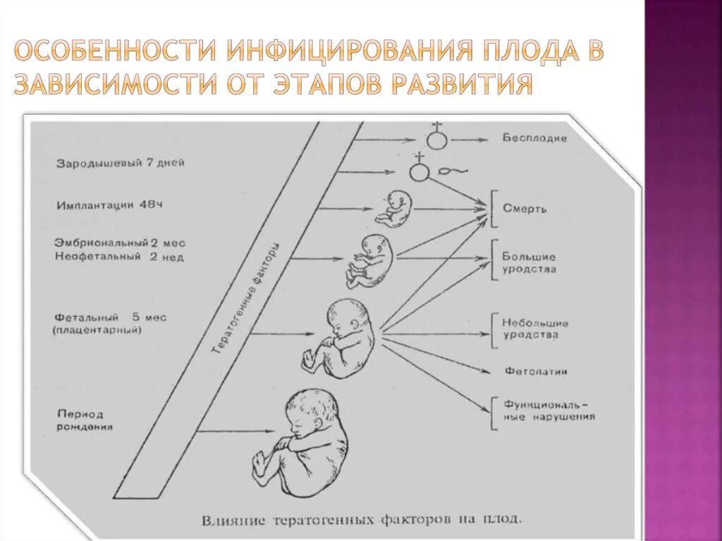 Стадии внутриутробного инфицирования. Неонатологии схема. Внутриутробные инфекции. Этапы развития внутриутробной инфекции у новорожденных.