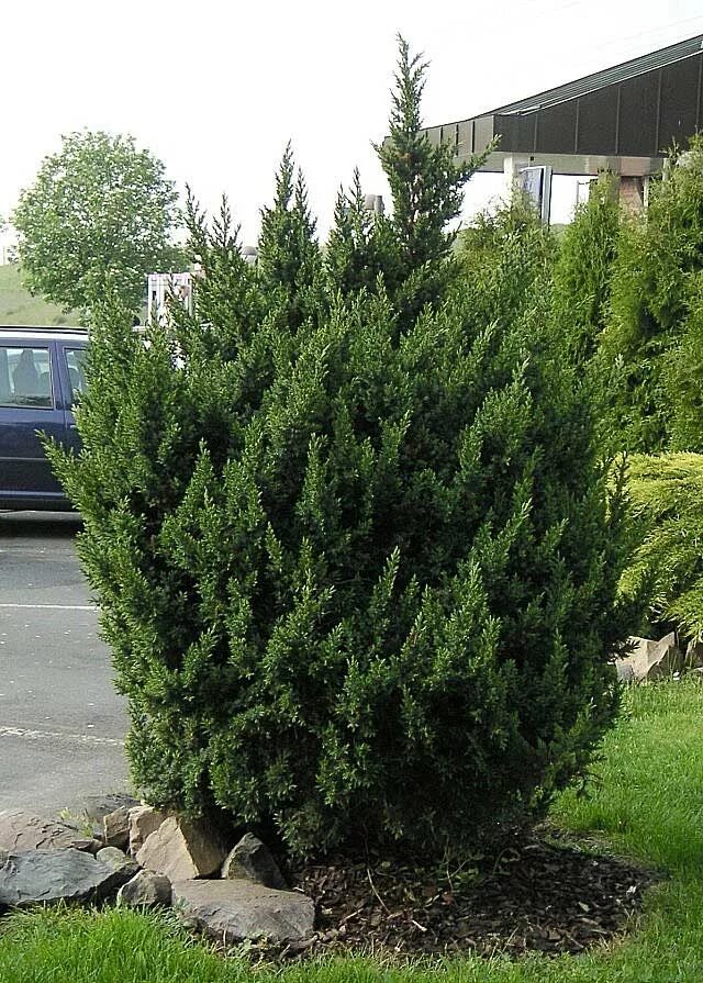 Можжевельник чешуйчатый лодери. Туя лодери. Можжевельник чешуйчатый 'loderii'. Можжевельник лодери описание. Можжевельник чешуйчатый лодери — juniperus squamata ‘loderi’.