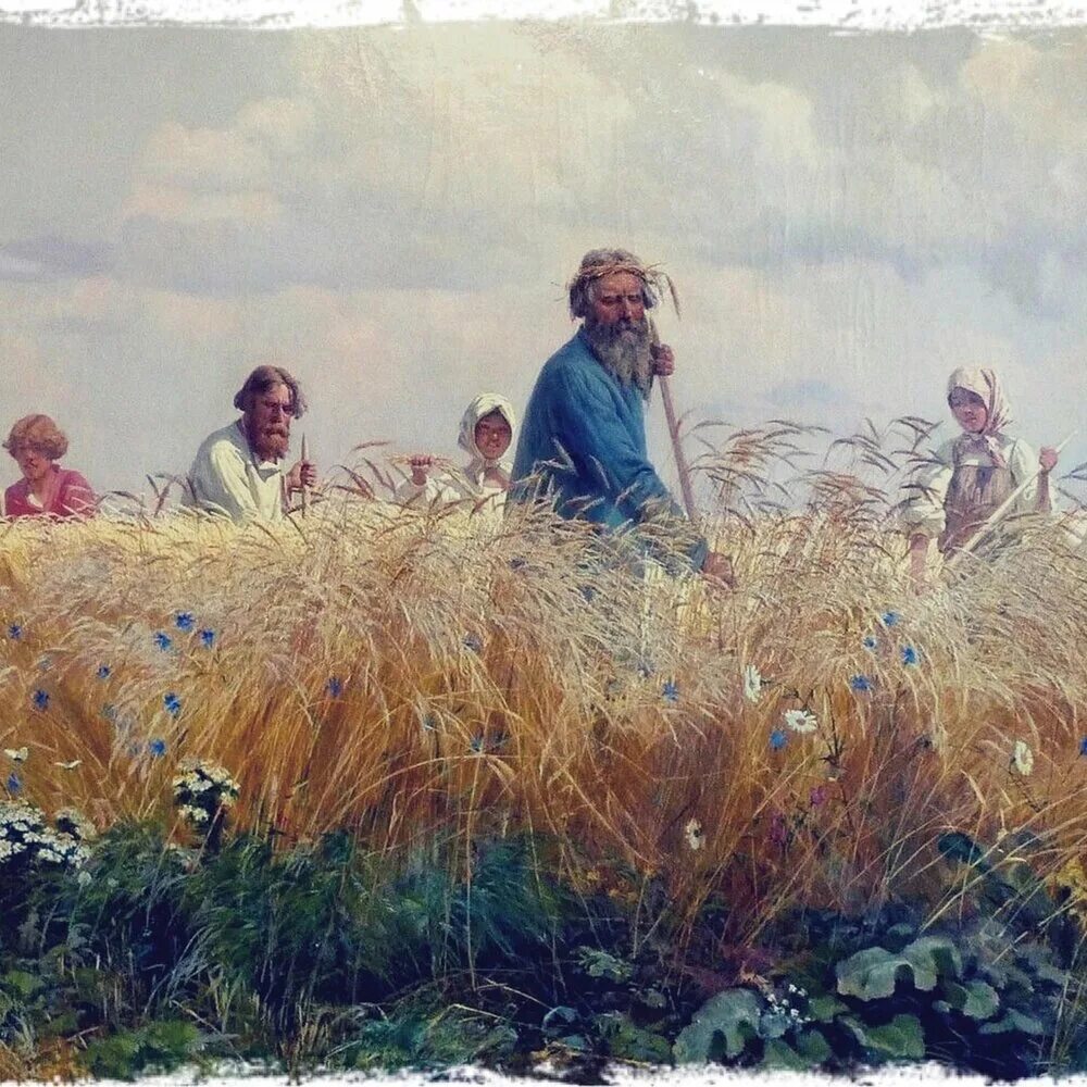 Жатва 1. Ламмас лугнасад. Ламмас праздник урожая. Яровые хлеба. Жатва 1.