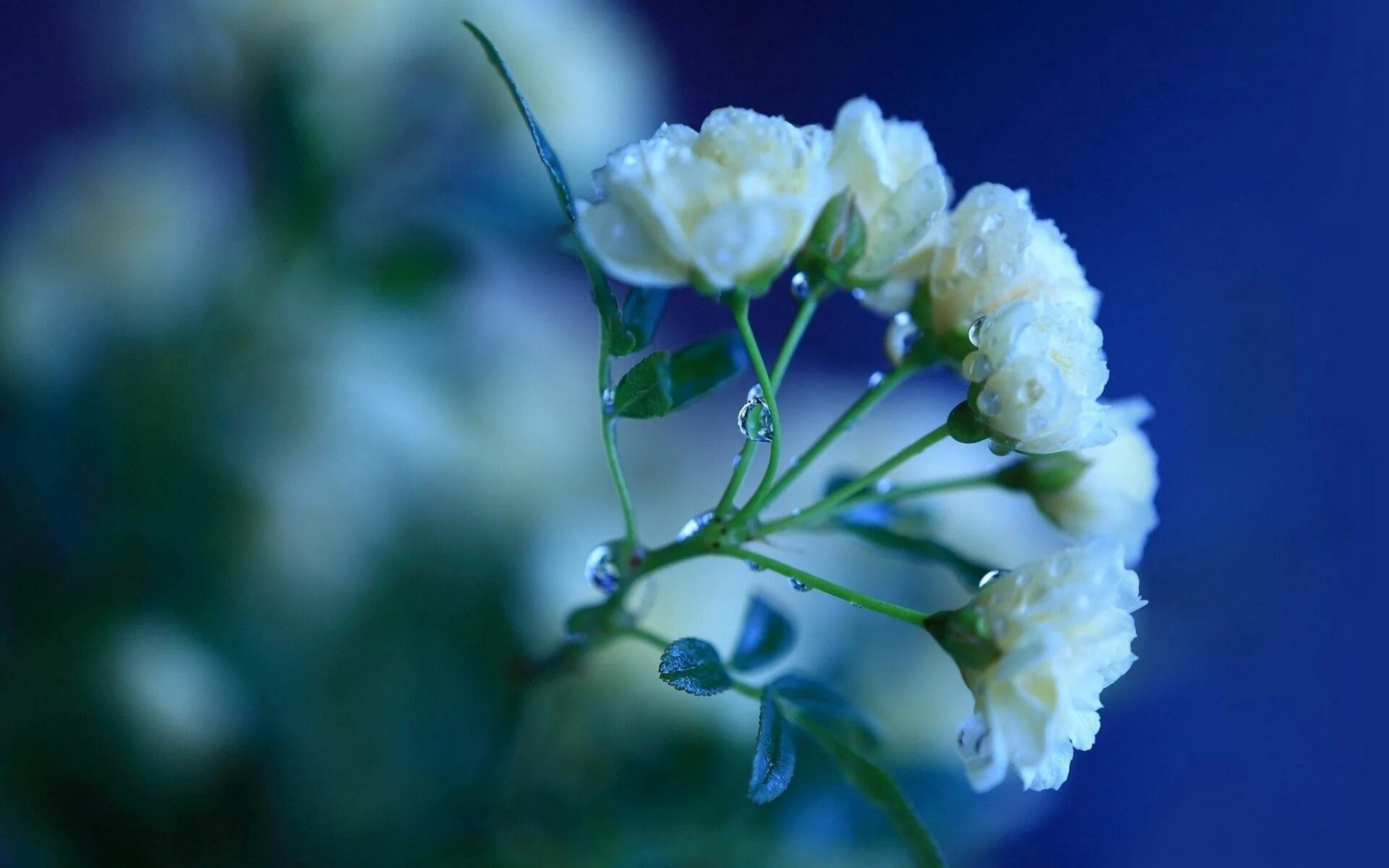 Drop flowers. Цветы Макросъемка. Нежный цветок. Белые цветы. Весенние цветы.