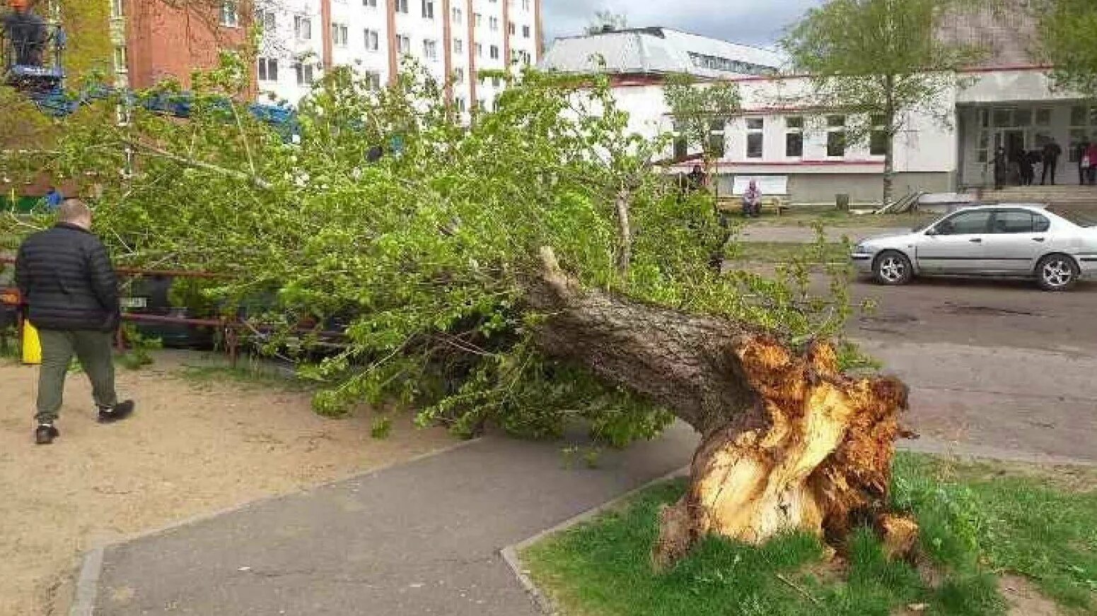 Упавшее дерево. Упавшие деревья в городе. Падающее дерево.