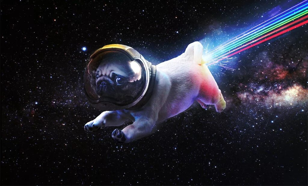 Space animals