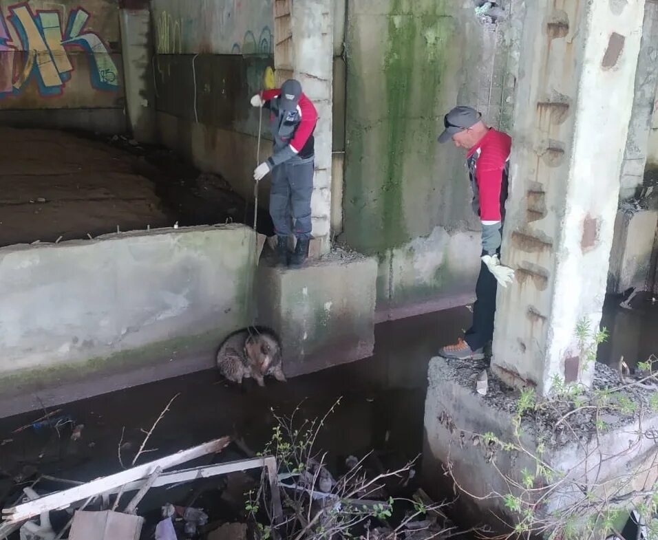 Новости кам 24 петропавловск. Вода в подполе. Собаки спасатели на воде. Поисковой отряд спасателей.