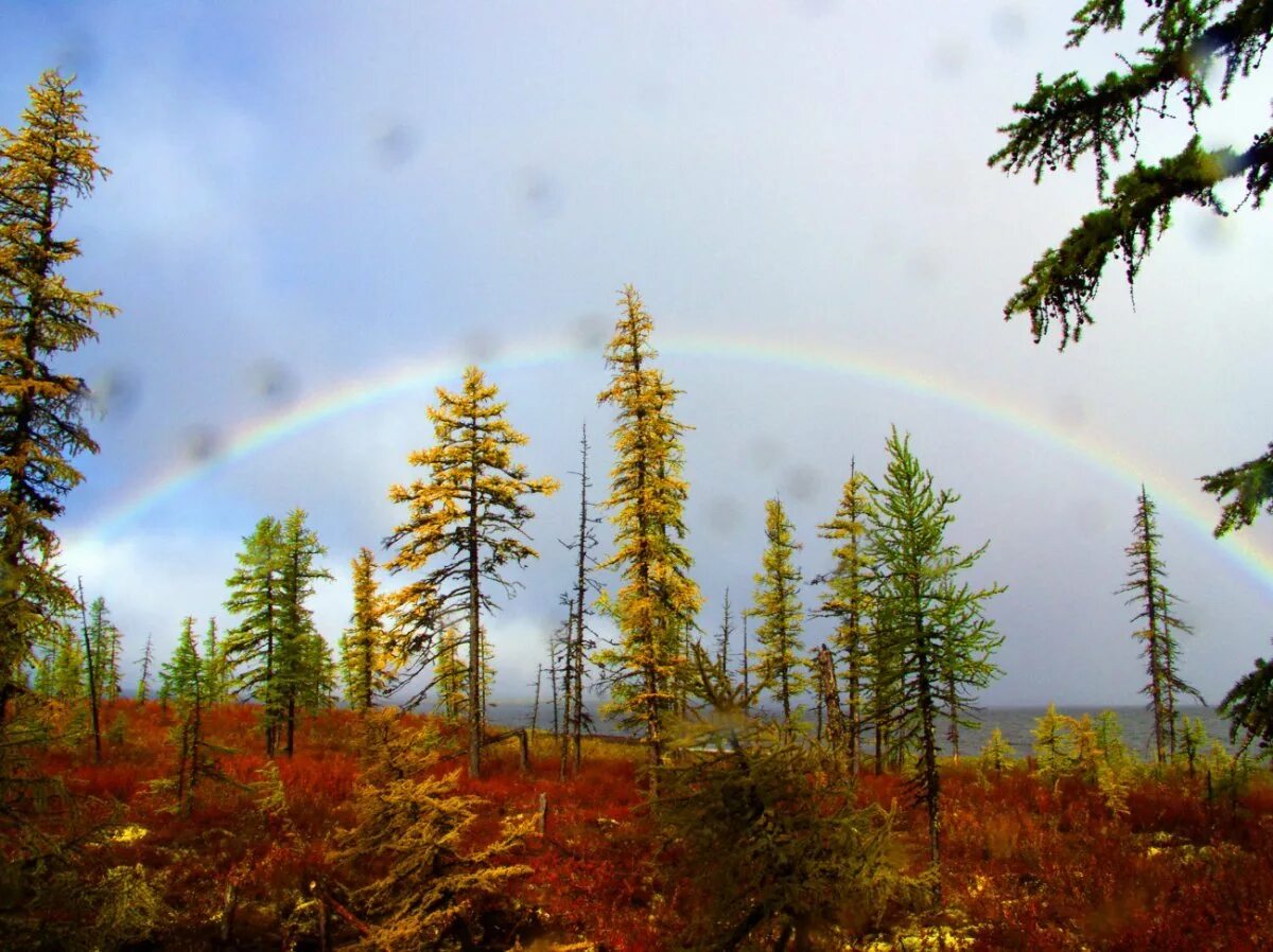 Якутия июнь. Осень Мирный Якутия. Мирный Якутия природа. Якутия осень Айхал. Природа Якутии лес.