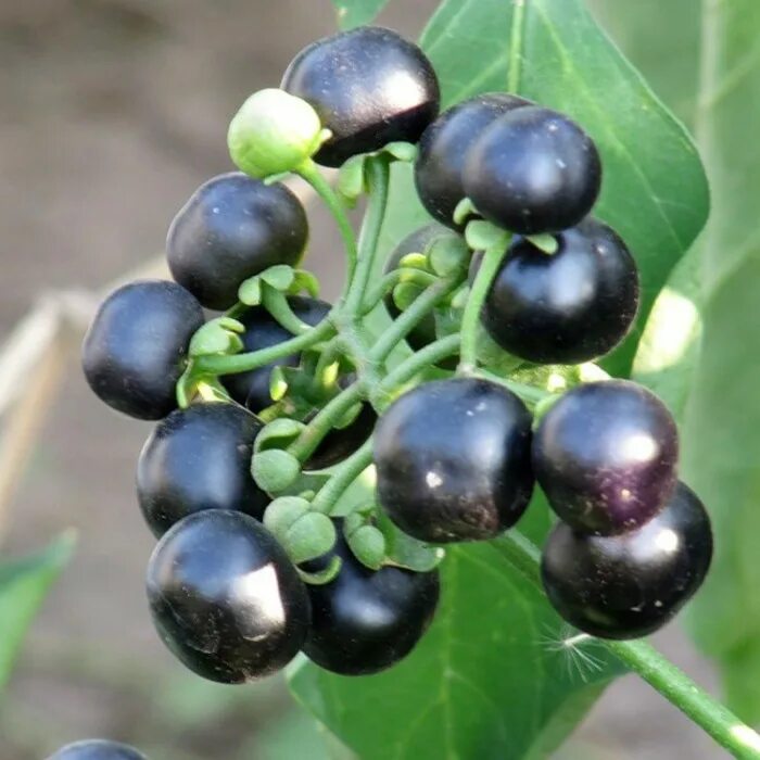 ягода жизни. клюква. паслен санберри. санберри ягода. ежевика польза.