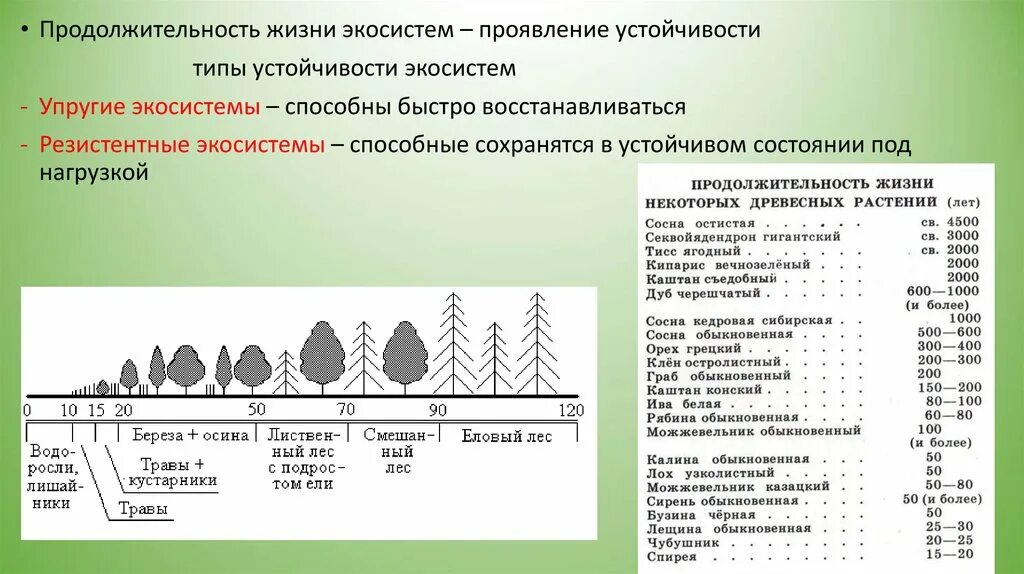 Продолжительность жизни растений. Продолжительность жизни растений таблица. Продолжительность жизни различных растений. Устойчивость экосистемы.