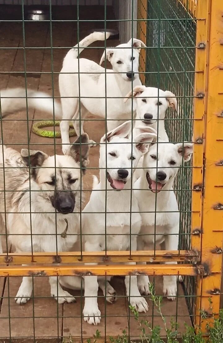 Нечем кормить животных. Азира приют для животных в набережных челнах. День приютских собак. Азира приют для животных в набережных. Приют для животных набережные челны.