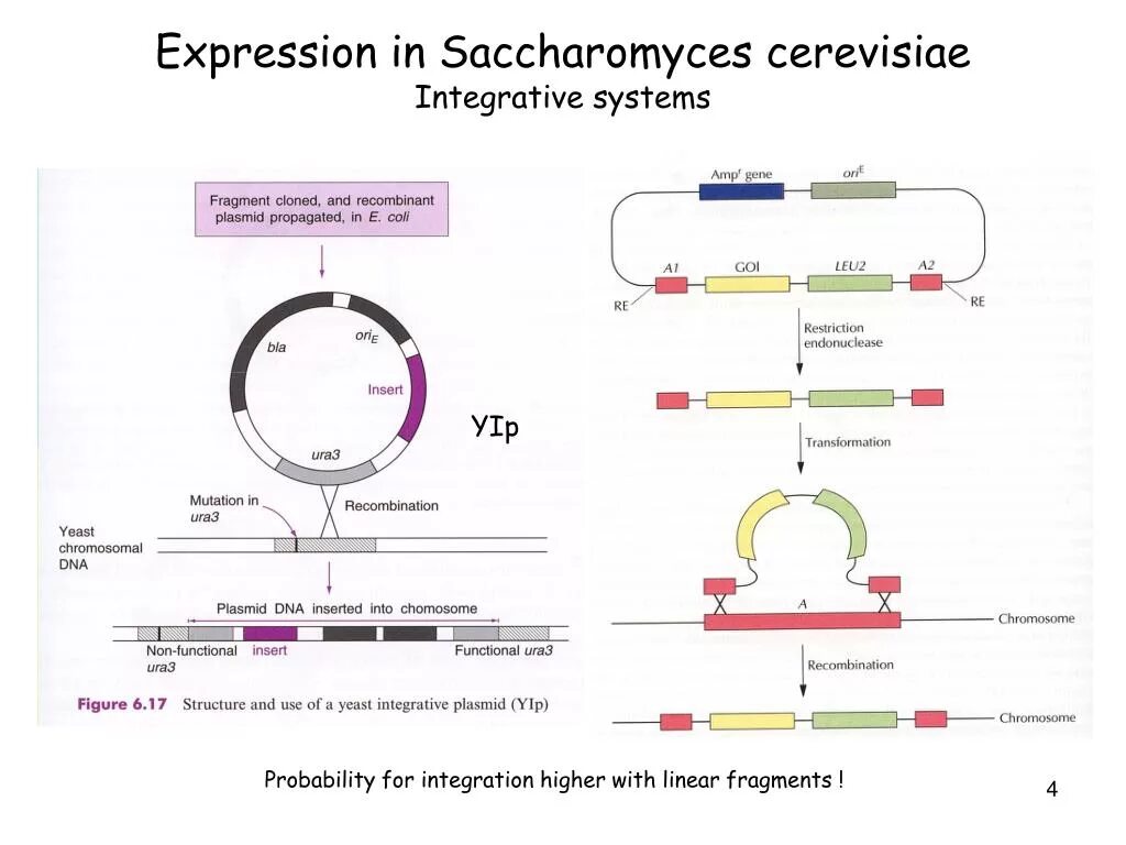 Плазмиды дрожжей. Геном дрожжей Saccharomyces cerevisiae.. Saccharomyces cerevisiae строение. Трансформация дрожжей. S. cerevisiae геном.