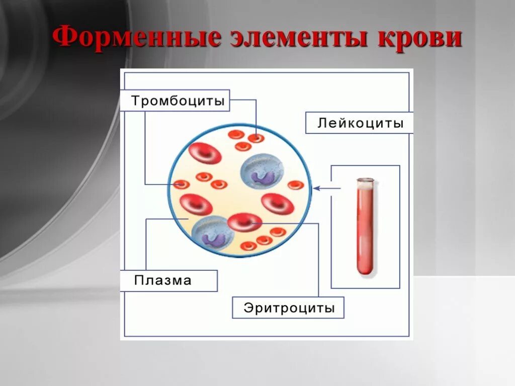 Плазма эритроциты лейкоциты тромбоциты. Кровь эритроциты лейкоциты тромбоциты. Плазма крови лейкоциты тромбоциты эритроциты. Элемент крови. Лейкоциты определяют группу крови