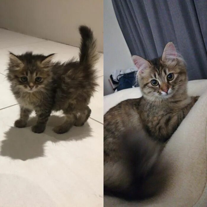 Котенок вырос. Котята до и после. Взросление котят. Котенок до и после вырос.