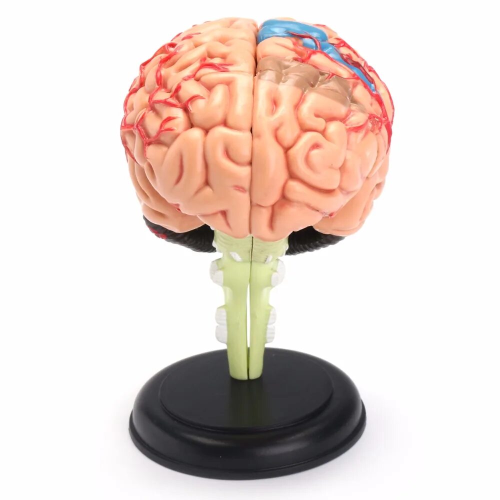 Brain model. Модель мозга человека анатомическая. Муляж головного мозга. Муляж головного мозга человека. Макет мозга человека.
